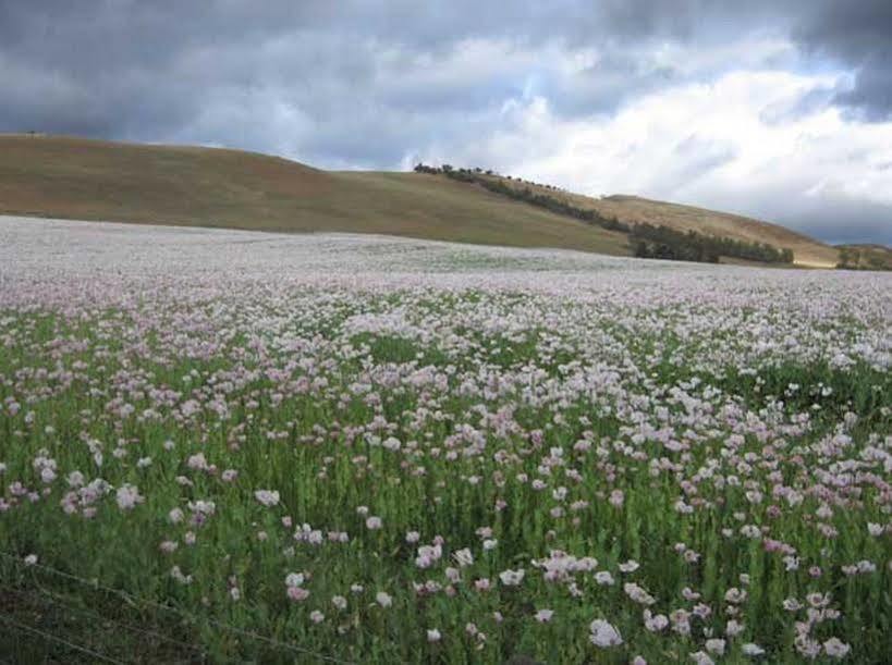 Villa Curringa Farm Meadowbank Esterno foto