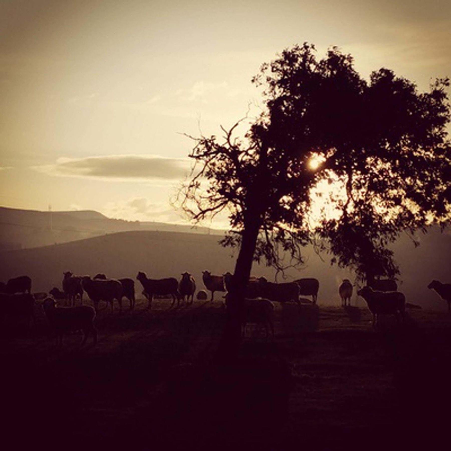 Villa Curringa Farm Meadowbank Esterno foto
